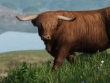 Highland Cattle