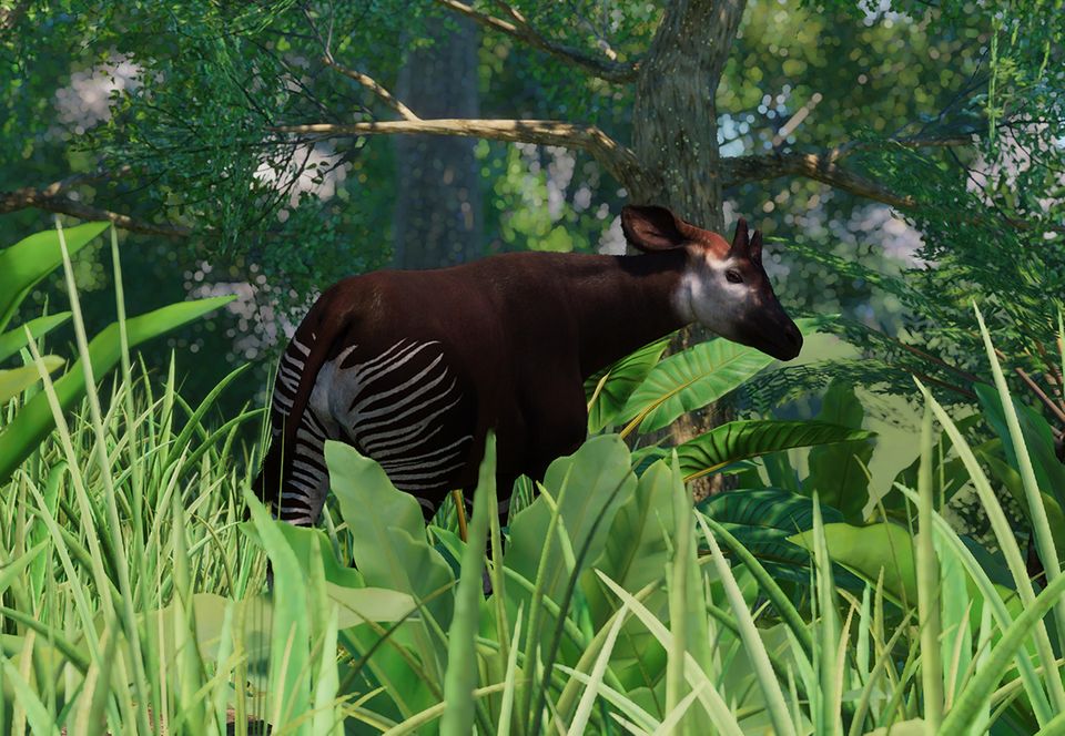 Okapi, Planet Zoo Wiki