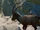 Alpine Ibex