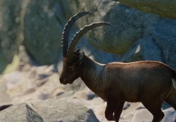 Alpine Ibex | Planet Zoo Wiki | Fandom