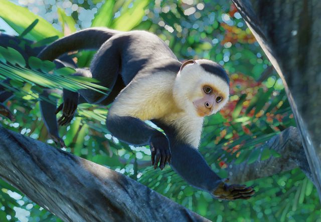 white capuchin monkey