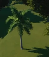 FoxtailPalm2.png (76 KB) Foxtail Palm 02