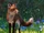 Red Fox