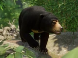 Sun Bear