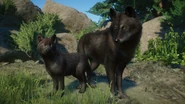 Melanistic wolf.png (946 KB) Melanistic Timber Wolf
