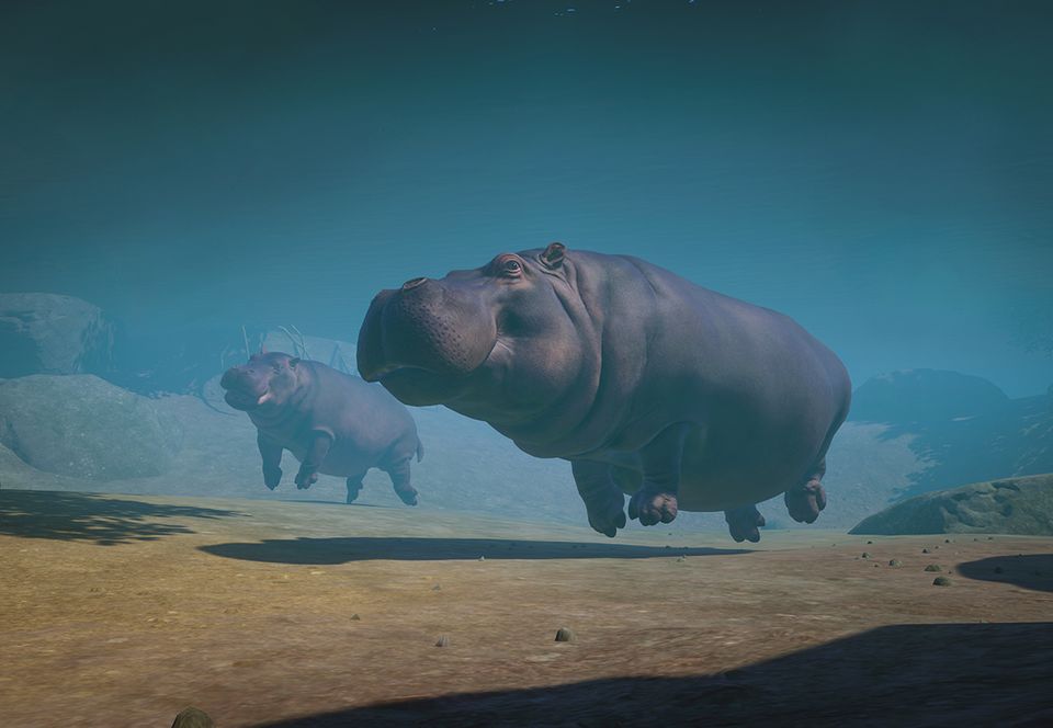 hippopotamus habitat