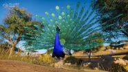 Peafowl