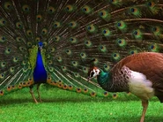 Pre-Zoopedia Profile