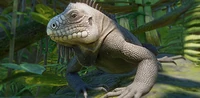 IconLesserAntilleanIguana
