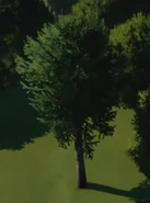 Monkey Puzzle Tree 03