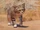Sand Cat