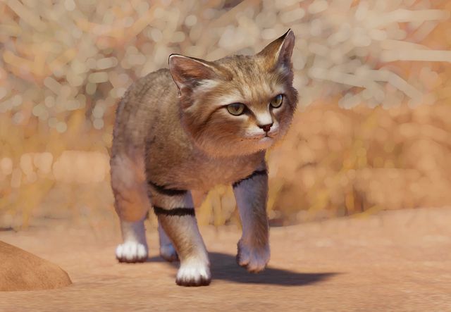 Sand cat  Smithsonian's National Zoo and Conservation Biology Institute