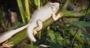 AlbinoGreenIguana.png (807 KB) Albino Green Iguana