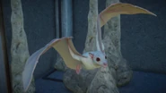 Albino Egyptian Fruit Bat.png (689 KB) AlbinoEgyptian Fruit Bat