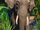 Bornean Pygmy Elephant