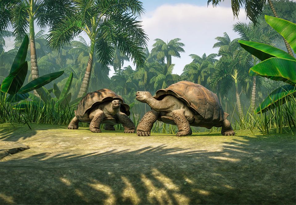 giant tortoise