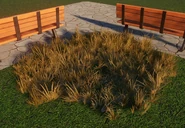 Large Parched Buffalo Grass