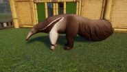 Erythristic Giant Anteater