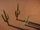 Saguaro Cactus