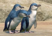 LittlePenguin zoopedia.jpg (44 KB) Base Little Penguin