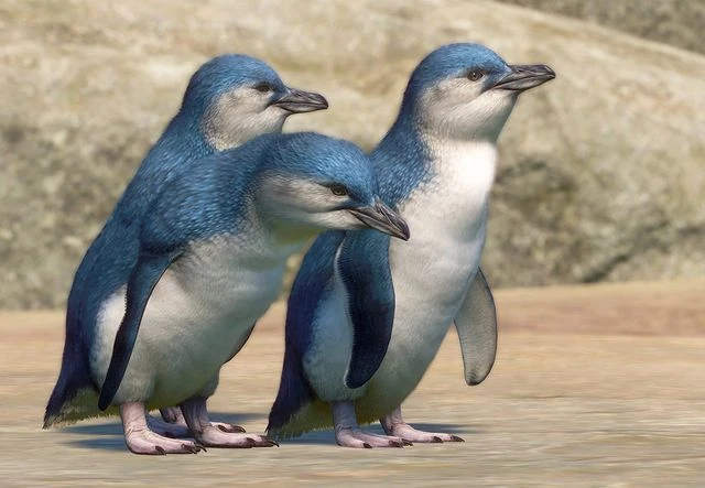 Little Penguin | Planet Zoo Wiki | Fandom