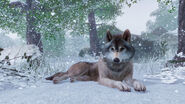 A timber wolf lying in the snow