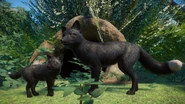 Blackmelanistic fox.png (964 KB) Melanistic (Black) Red Fox