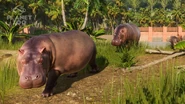 Hippo.jpg (138 KB) Base Hippopotamus