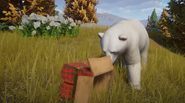 Polar bear sniffs the box