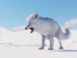 Arctic Fox