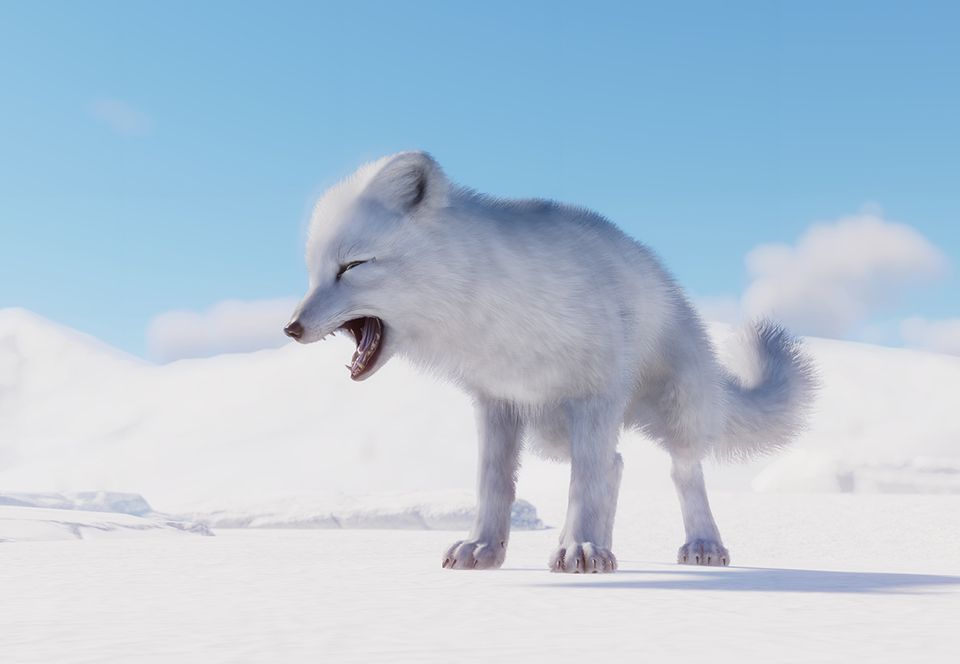 blue arctic fox