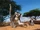 Ring Tailed Lemur