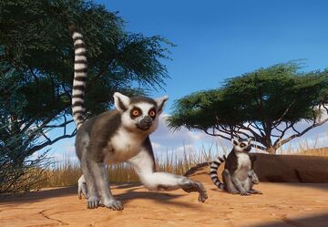 louter Harden Communisme Ring Tailed Lemur | Planet Zoo Wiki | Fandom