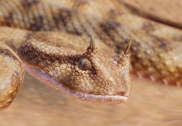 Spider-tailed horned viper - Wikipedia