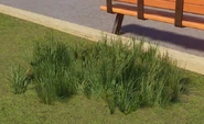 Medium Buffalo Grass