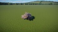 Salt Cedar Bush 1