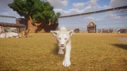 Screenshot (187).png (3.83 MB) white cub