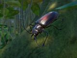 Titan Beetle
