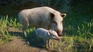 LeucisticBoar.png (1,012 KB) Leucistic Wild Boar