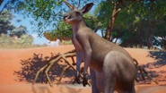 Red Kangaroo.jpg (1.02 MB)