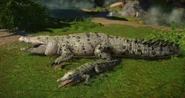 Albino crocodile.png (857 KB) Albino Saltwater Crocodile