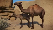 DarkBrownDromedary.png (864 KB) Dark Brown Dromedary Camel