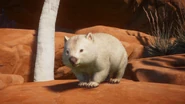 Leucistic wombat.png (718 KB) Leucistic Common Wombat