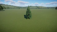 Black Spruce Tree 01