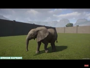 Baby African Elephant