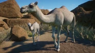 LeucisticDromedary.png (876 KB) Leucistic Dromedary