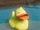 Rubber Duck