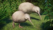 LeucisticKiwi2.png (900 KB) Leucistic North Island Brown Kiwi