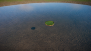 Amazon Water Lily 06