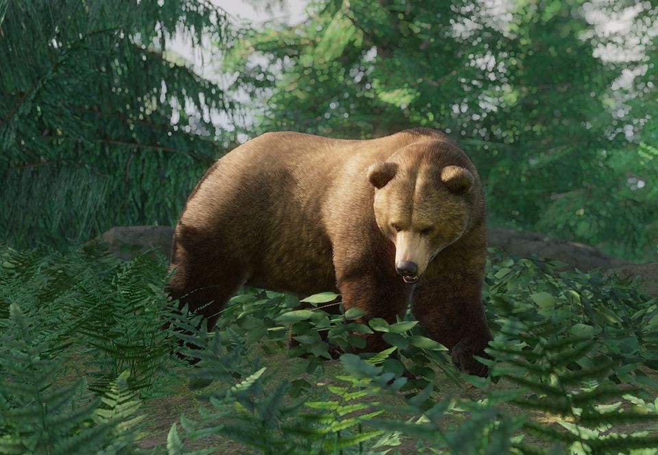 Grizzly Bear | Planet Zoo Wiki | Fandom